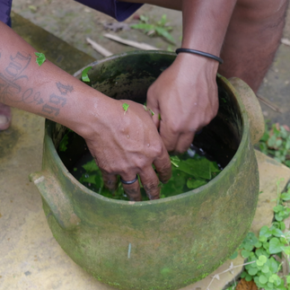 satere-ware man preparing the cashew leaf fusion to sedate bullet ants