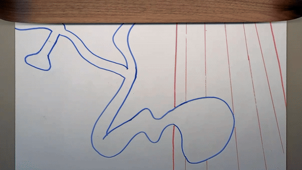 Carlos draws how neurons stimulate muscle cells action potentials and the release of acetylcholine.