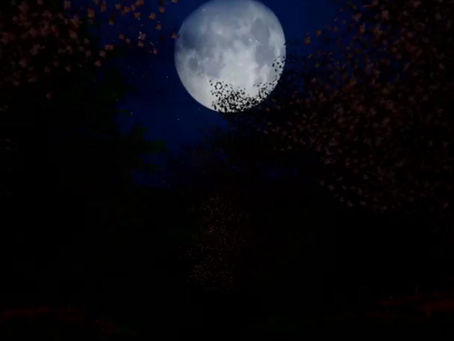 Full Moon Garden Feng Shui Rituals 🌕 🌿