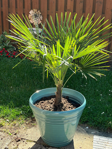 2' - 3' Windmill Palm | Oasis Palms