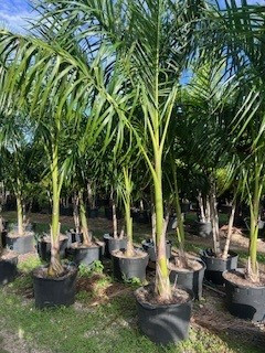 12' - 14' Royal Palm | Oasis Palms