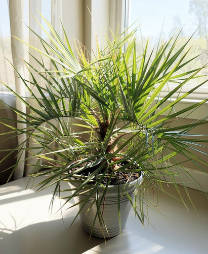 2' - 3' Pindo Palm | Oasis Palms