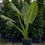 Thumbnail: 5' -6' Giant Borneo