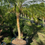 Thumbnail: 10' - Single Trunk Pygmy Date Palm