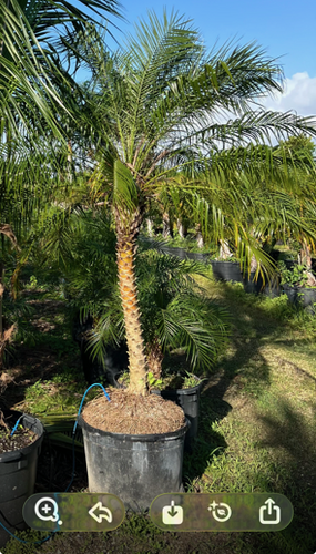 6'-7' - Single Trunk Pygmy Date Palm | Oasis Palms