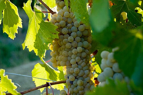 Grechetto, Trebbiano, Tell Me More