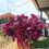 Thumbnail: Bayam Merah