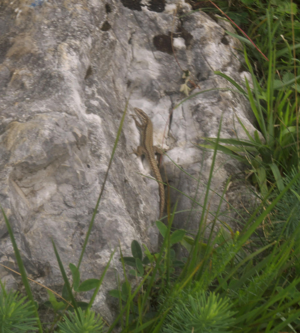 lezard.jpg