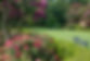 Courtyard Flowers.jpg