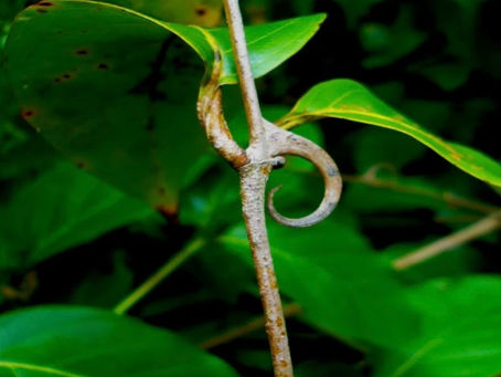 Take A Look Into Our Herbal Apothecary: Cat's Claw