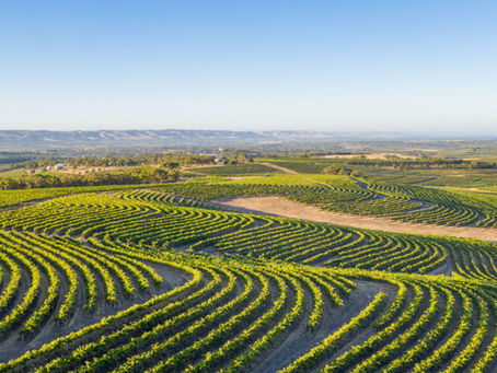 McLaren Vale vs Barossa Shiraz