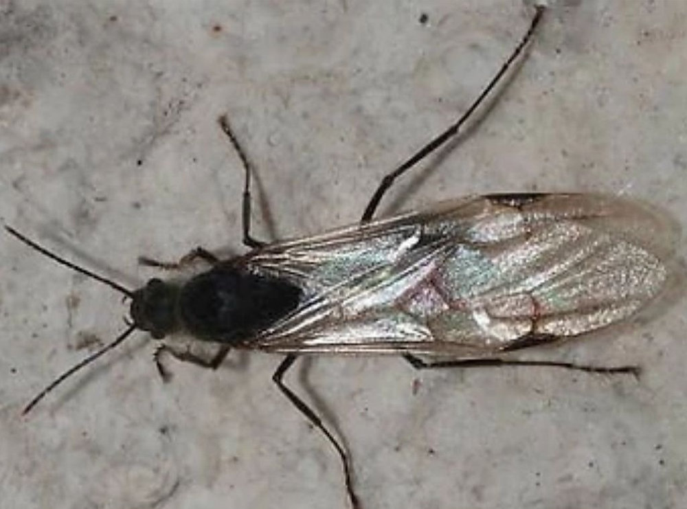 Essle Insect Easel