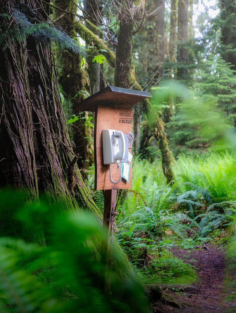CoreyDembeck, Wind Phne in Olympia, Washington
