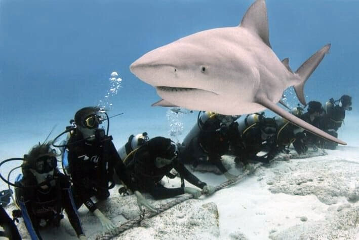 Tiburón toro nadando sobre un grupo de buzos arrodillados en el fondo de arena