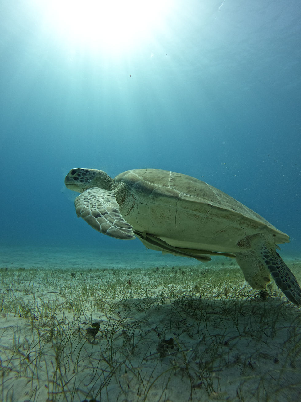 Tortuga marina nadando sobre el fondo del arrecife