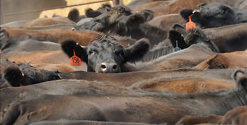 cattle.png