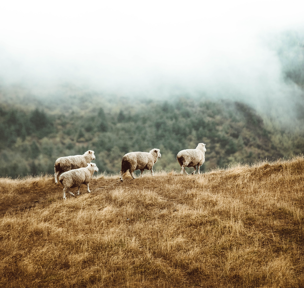 Sheep, grazing on a mountain.