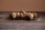 Best Pet Photographer Toronto