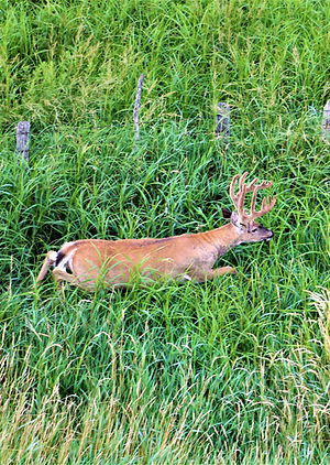 rex 2019 joy 12 with drop tine_edited.jpg