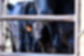 Black angus beef calf staring at camera next to mother.