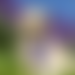 'Are you dog-friendly?' Bringing your dog to Yorkshire Lavender