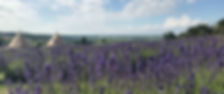 An image of tall flowering lavender plants, creating a sea of purple in a field with the Vale of York in the background and a teepee in the middle distance.