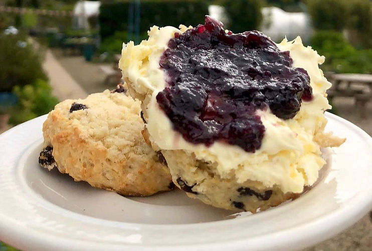 Scones topped with Yorkshire Lavender jam and cream