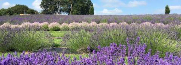 Vivid purple lavender flowers in a field