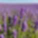 Close up of purple springs of lavender in a field