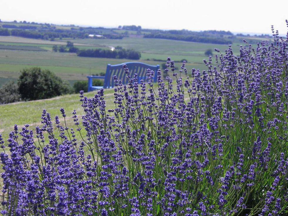 Yoga at Yorkshire Lavender