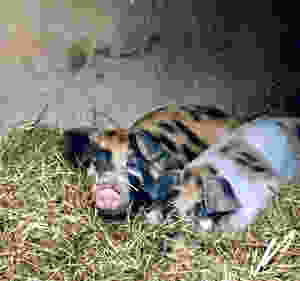 B & M as babies... soon to be photos of new babies...