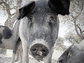 Delicious Delights...