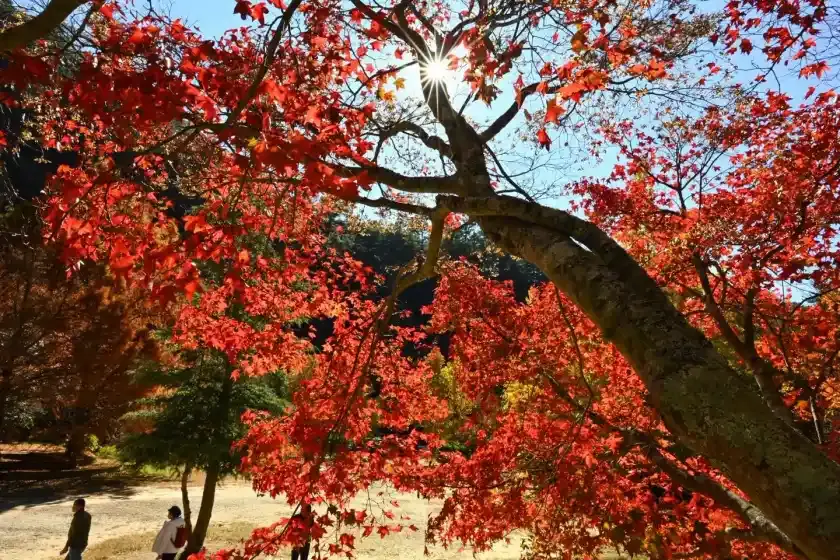 ▲ 武陵農場楓葉季實景,陽光透過火紅楓樹灑落於步道上。(圖片來源|武陵農場粉專)