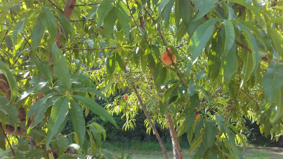 peachtree
