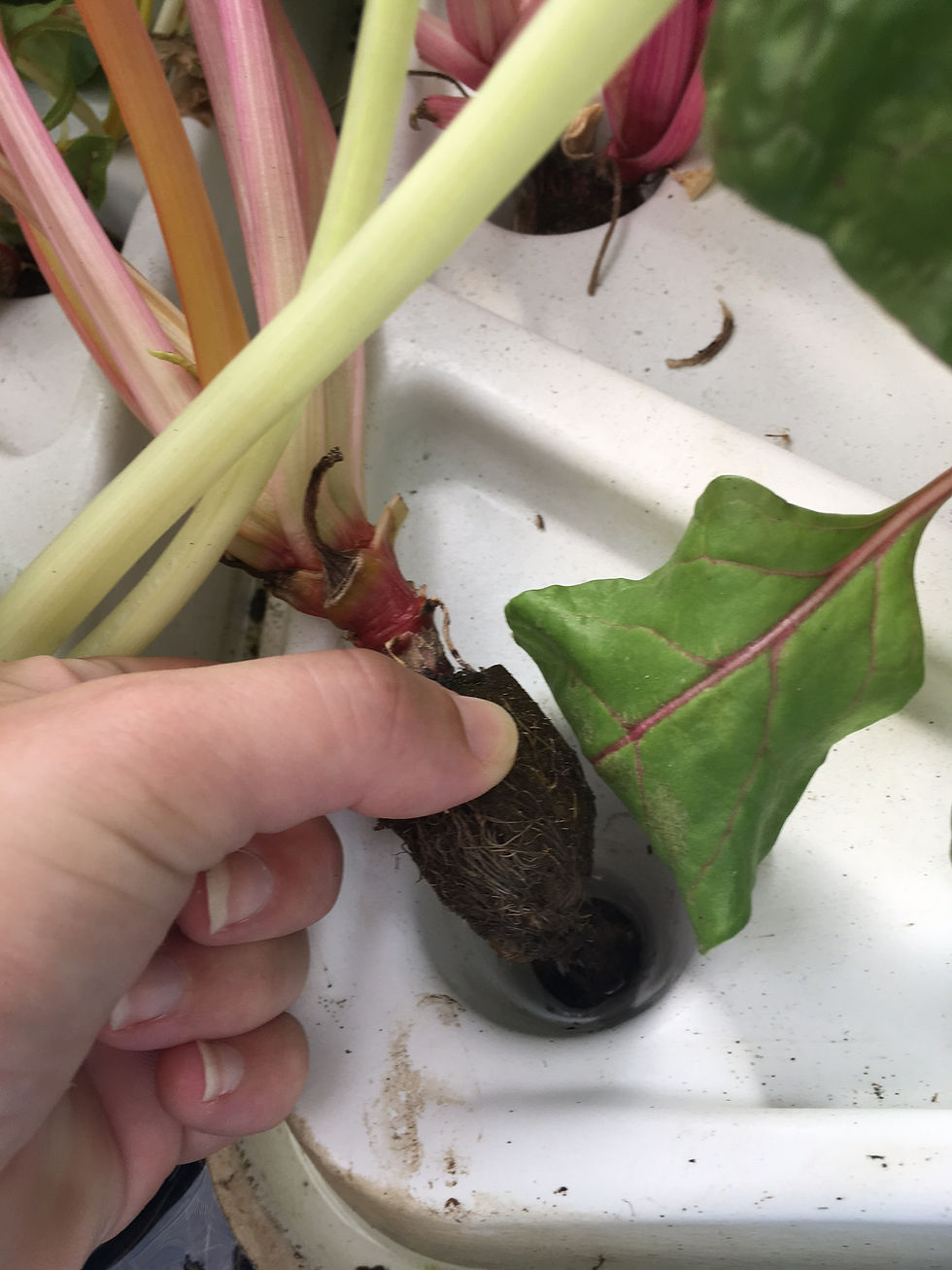 Lettuce Roots