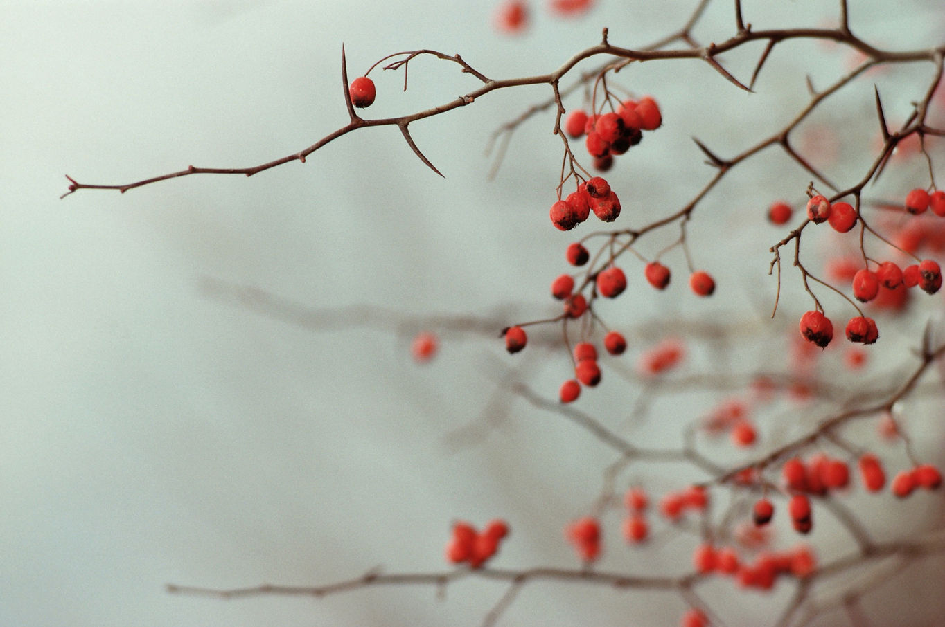 Berry%20Branches_edited.jpg