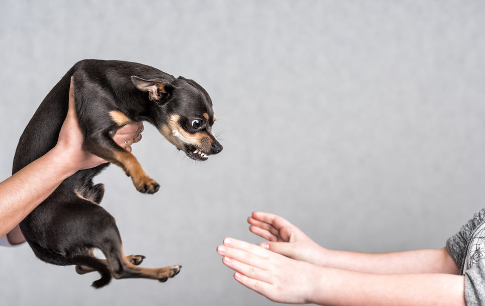miniature pinscher aggressive behaviour