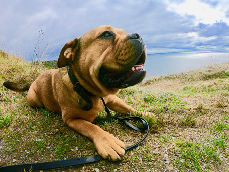 Murphy's Story