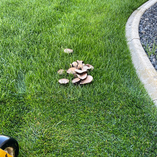 Mushrooms in grass