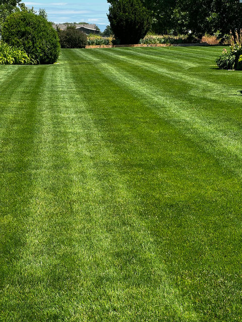 Weed and feed program Nampa, Idaho