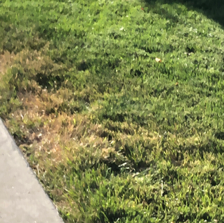 top dress grass
