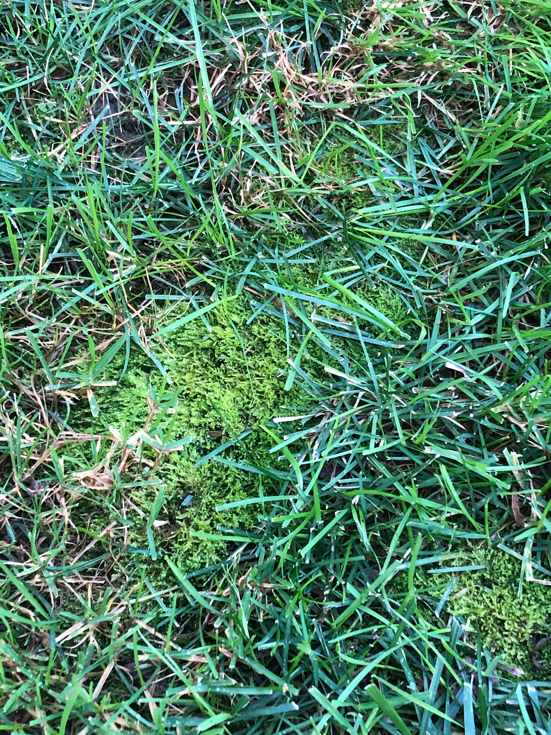 Moss in grass