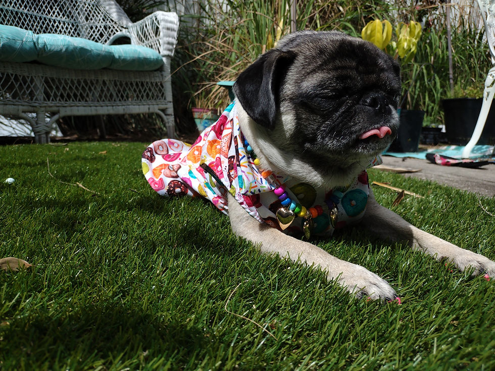 Thumbnail:  Cardi's DONUT fever collared Dress