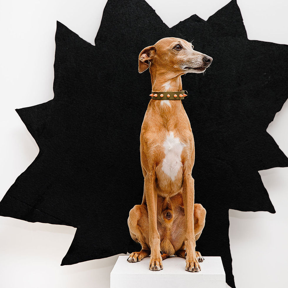 Thumbnail: Classic Nieten Halsband Olive