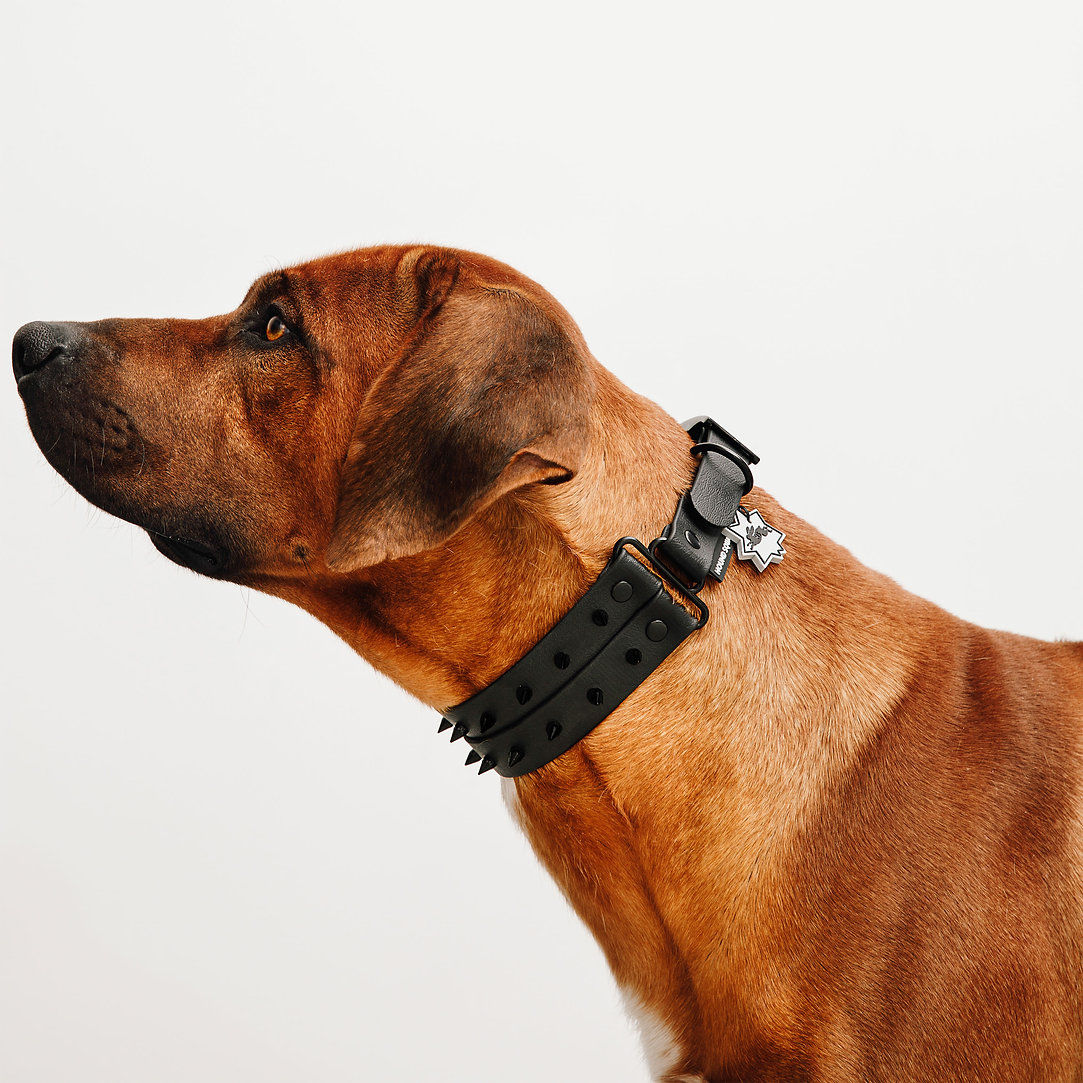 Nieten Halsband Schwarz