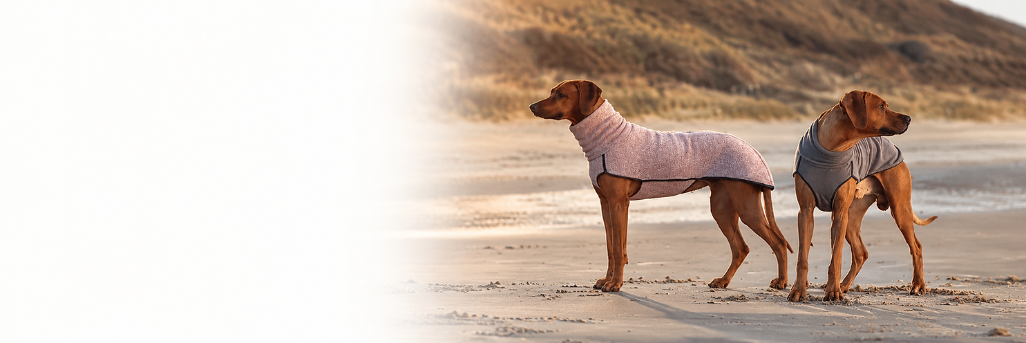 Ridgebacks in Sofa Dog wear Jumper am Strand.png