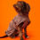 Miniaturbild: Cloud7 Hundebademantel-Set Sylt Stone