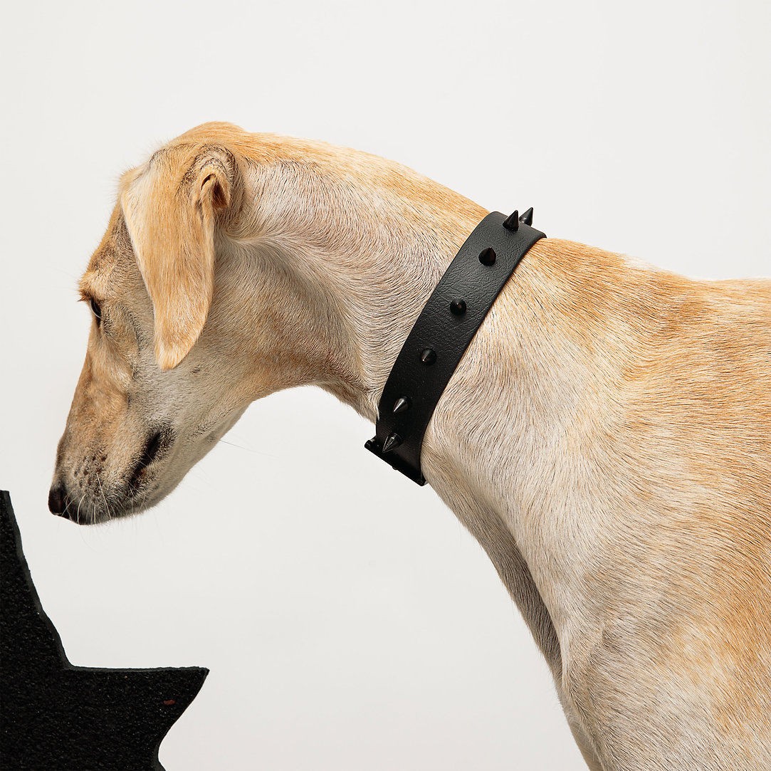 Classic Nieten Halsband Schwarz