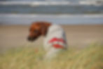"I love Mom" Strick Hundepullover