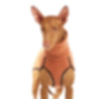 Sofa Dog Wear - Kevin Vol. 3